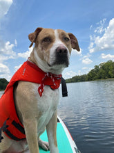 NRS CFD Dog Life Jacket - Cedar Creek Outdoor Center